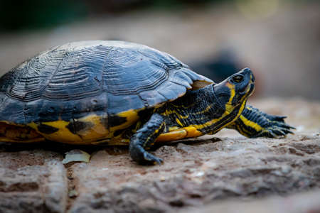 a common red rared slider turtle. Pet aquarium turtle