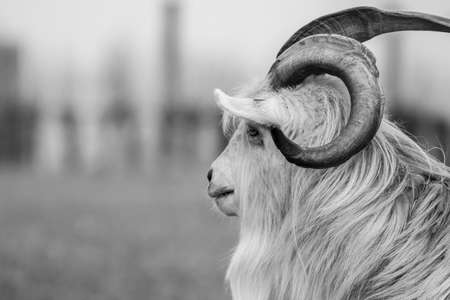 kiko goat black and white portrait photo-imageの写真素材