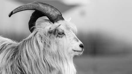 kiko goat black and white portrait photo-imageの写真素材