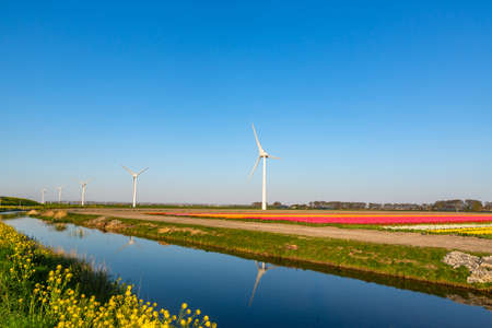 modern wind mill between tulip flower fields in The Netherlandsの写真素材