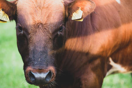 Brown beef master bull cattle head on image from the Netherlandsの写真素材