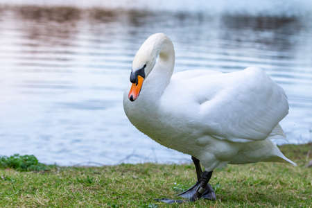 portrait of a beautiful white swan bird in a water pond imageの写真素材