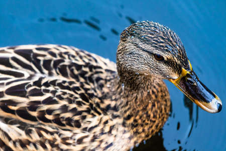 portrait of a cute mallard duck waterfowl birdの写真素材
