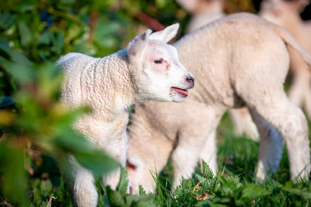 cheerful and playful herd of lambs in the ranch farm cattle animal selective focus blurの写真素材