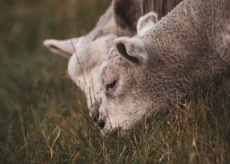 lambs feeding in the ranch behind barbed fence selective focusの写真素材