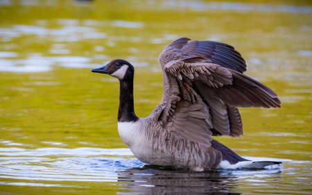 A canadian goose in the pondの写真素材