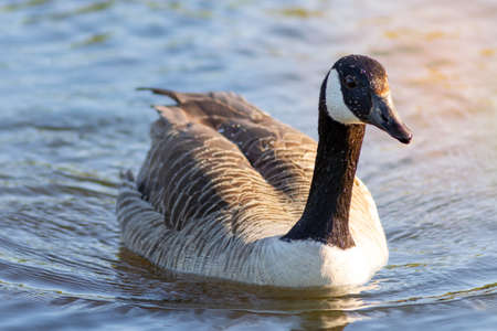 A canadian goose in the pondの写真素材