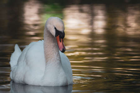 portrait of a beautiful white swan cygnus bird in a water pondの写真素材