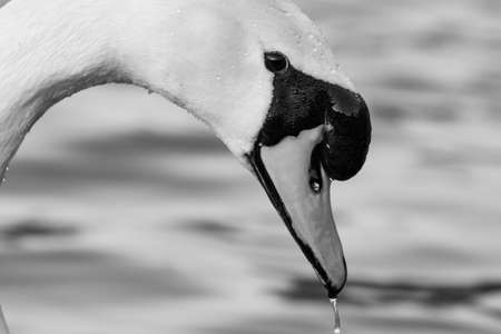portrait of a beautiful white swan cygnus bird in a water pond head shot black and whiteの写真素材