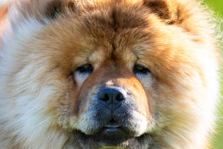Close up face portrait of a brown chow chow dog breedの写真素材