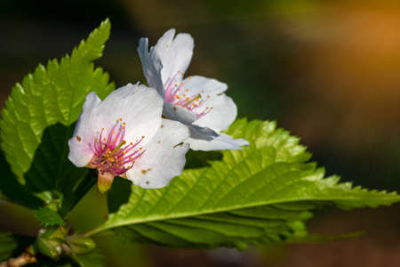 beautiful wild park flowers with shinning sun rays from aboveの写真素材