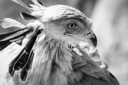 close up of an African secretary bird of prey head shot close up black and white greyscaleの写真素材