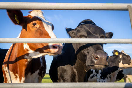 farm cattle in the ranch farm animals from Europeの写真素材