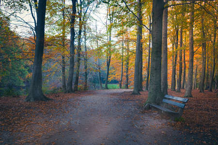 sunrays between the woods in a park in Europe in autumn seasonの写真素材