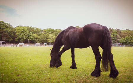 a low angle cattle horse portrait image in sephia