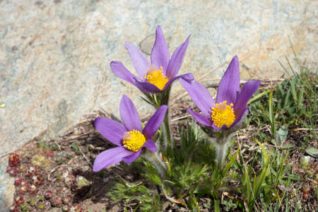 Alpine flower Pulsatilla Halleri, Aosta valleyの写真素材