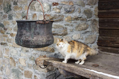 Cat in alpine village, near a copper potの写真素材