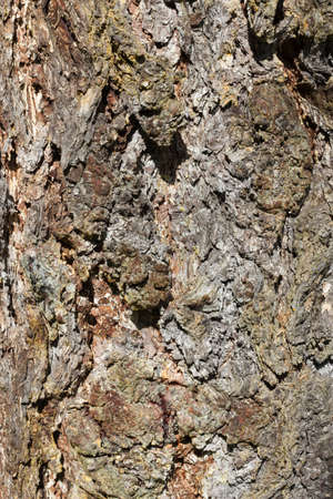 Tree bark texture, larchの写真素材