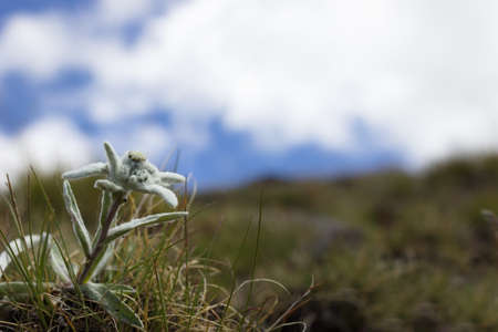 Alpine flower, Leontopodium alpinum (Edelweiss) with cloudy sky as background. Copy space.の写真素材