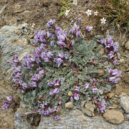Alpine flower Oxytropis helvetica (Astragalus gaudinii ), Aosta valley, Italy. Photo taken at an altitude of 2700 meters.の写真素材