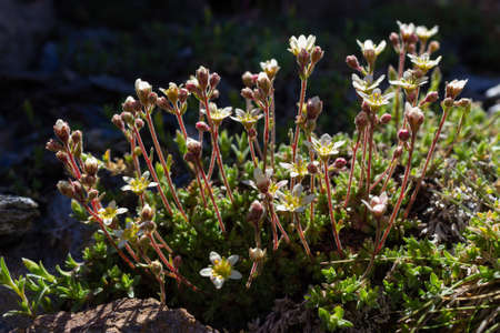 Alpine wild flower Saxifraga exarata (White Musky Saxifrage). Low perspective and backlit shot. Aosta valley, Italyの写真素材