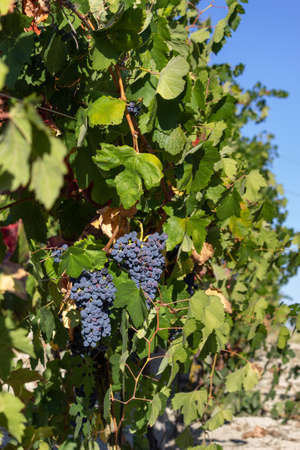 Bunches of very ripe red wine grapes ready for harvest. Vineyards in the monferrato hills, Piedmont, Italy.の写真素材
