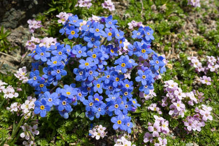 Alpine flower Eritrichium nanum (arctic alpine forget-me-not) with petrocallis Pyrenaica as background, Aosta valley, Italy.の写真素材