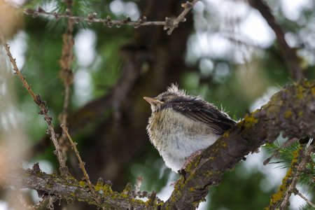 Mountain wildlife. Chick of throstle on a larch. Italian alps, Aosta valley, 1700 meters of altitude.の写真素材