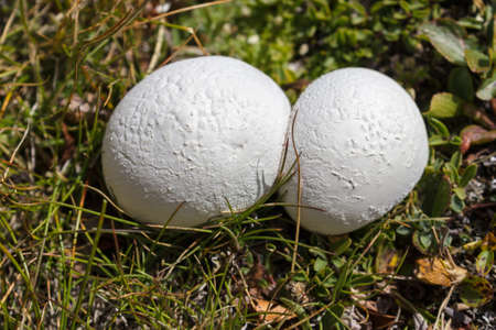 Mountain mushrooms. Bovista nigrescens (brown puffball). Alpine grassland. Photo taken at an altitude of 2900 meters.の写真素材