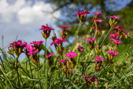 Alpine flower Dianthus carthusianorum (Carthusian Pink). Low perspective. Aosta valley, Italy. Photo taken at an altitude of 1700 meters.の写真素材