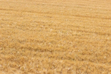 At golden barley field. Natural background pattern.の写真素材