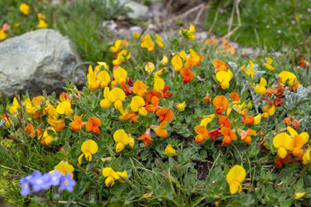 Alpine flower Lotus corniculatus (Birdsfoot Trefoil). Top view. Aosta valley, Italy.の写真素材