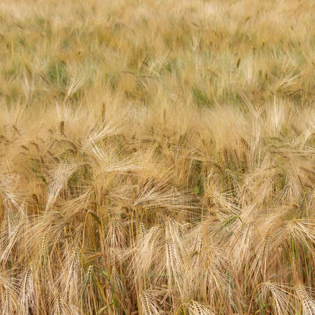 Detail of a golden barley field. Natural background pattern. Shallow depth of field.の写真素材
