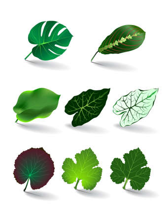 leaves set  vector eps 10のイラスト素材