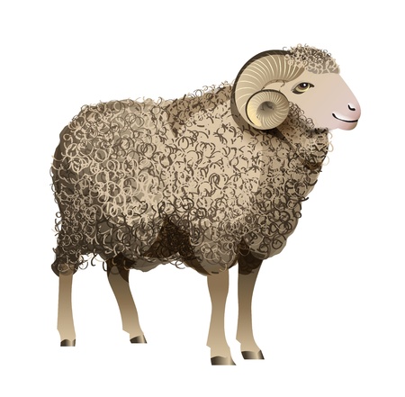 Realistic Sheep のイラスト素材