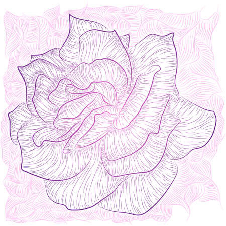 Vector outline graphic illustration of rosesのイラスト素材