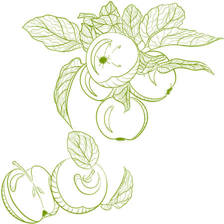 Vector monochrome drawing apples and apple branchのイラスト素材