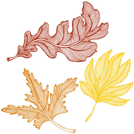 Vector drawing of a set of autumn leavesのイラスト素材