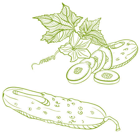 Vector monochrome drawing of cucumbers on white backgroundのイラスト素材