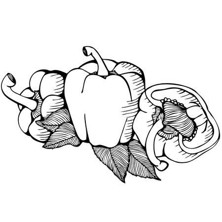 Monochrome vector drawing of paprika on white backgroundのイラスト素材