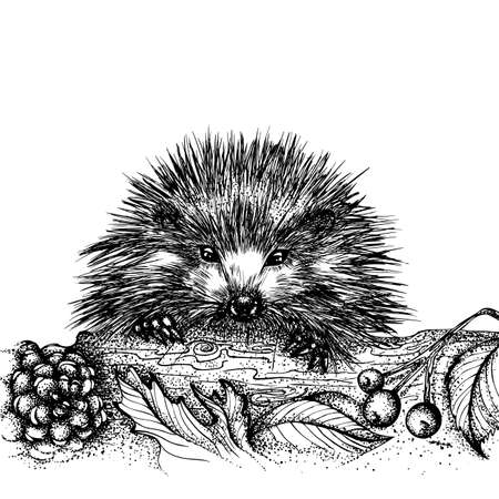 Portrait of a cute hedgehog climbing over a log. Vector hand drawn illustration. Monochrome drawing isolated on white backgroundのイラスト素材