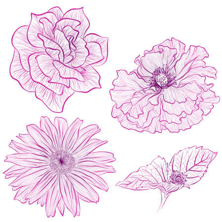 Vector illustration in line art style. Set of flowers of rose, poppy, heliopsis isolated on white background. Hand drawn botanical pictureのイラスト素材
