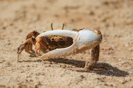 A crab on the sand looks into the frame and hides behind a claw. wallpaper. Blurred background for...