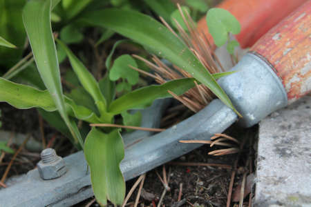 Pruning shears between plants. Red handle and metal scissors.
