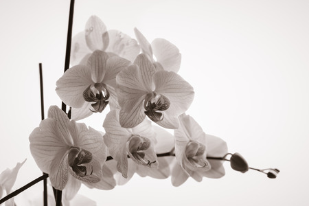 Flowering branch of a white orchidの写真素材