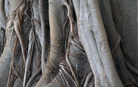 Great tree in the parks in Sicily