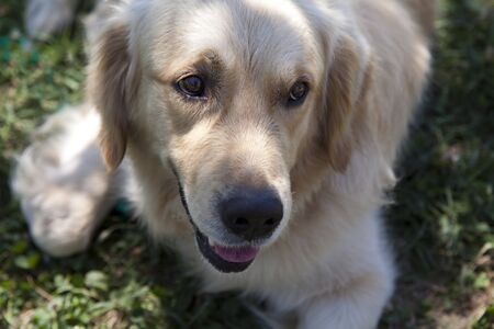 The dog resting in the shade on the lawnの写真素材
