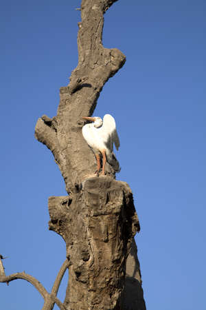 The stork on the treeの写真素材