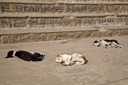 dogs who sleep on the banks of Gangesの写真素材