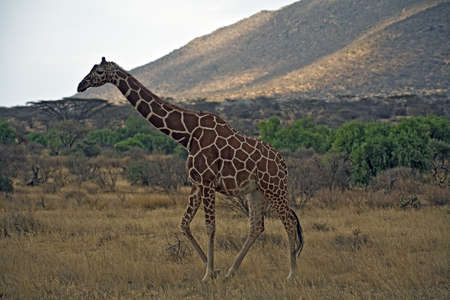 Giraffe  Camelopardalis  in Safariの写真素材